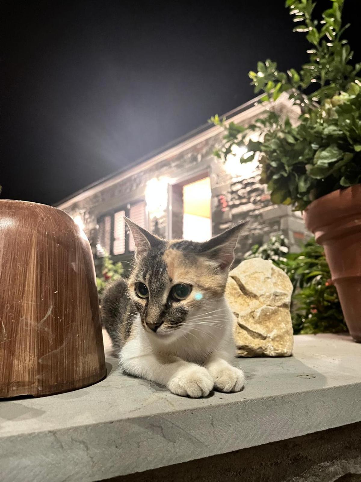 Bujtina Lugina E Vjoses Villa Permet Luaran gambar